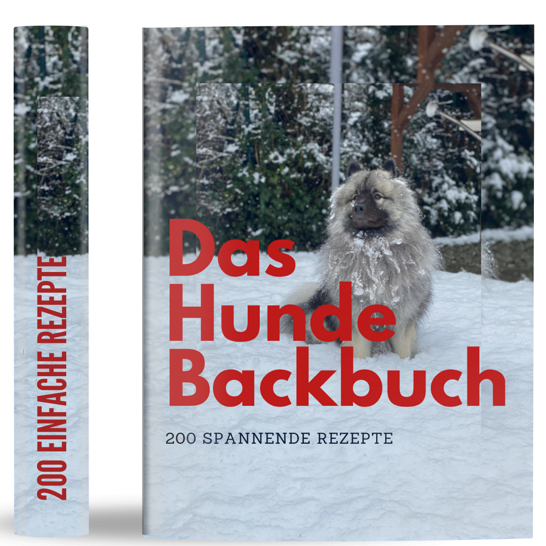Belltique’s DIY Set mit Buch